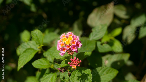 Vibrant Pink and Orange Lantana Flowers Blooming in Sunlight