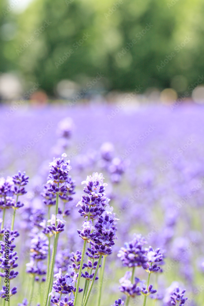 Naklejka premium Vibrant Purple Lavender in the Summertime, Furano, Hokkaido, Japan