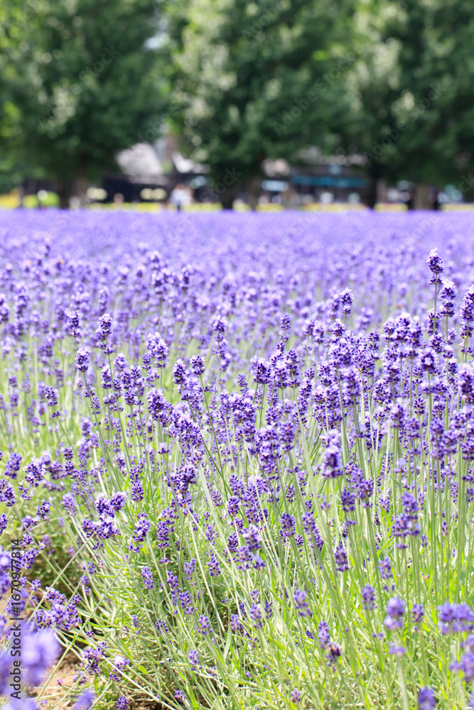 Naklejka premium A beautiful lavender garden in full bloom under the summer sun, Furano, Hokkaido, Japan