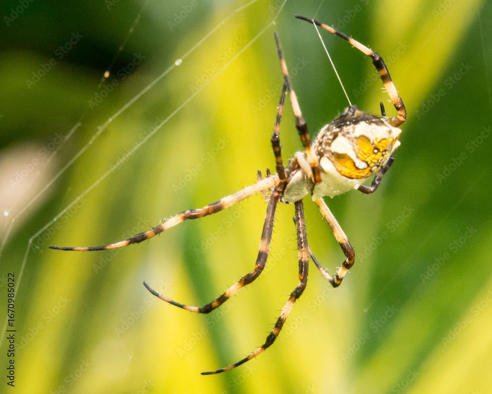 spider on a web spider on a web