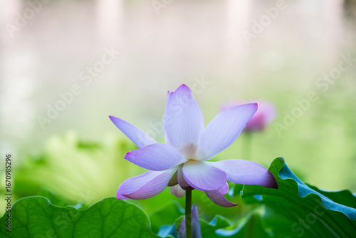 A delicate pink lotus flower in full bloom with dewdrops, set against a lush ...