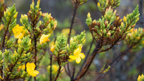 yellow flowers in spring