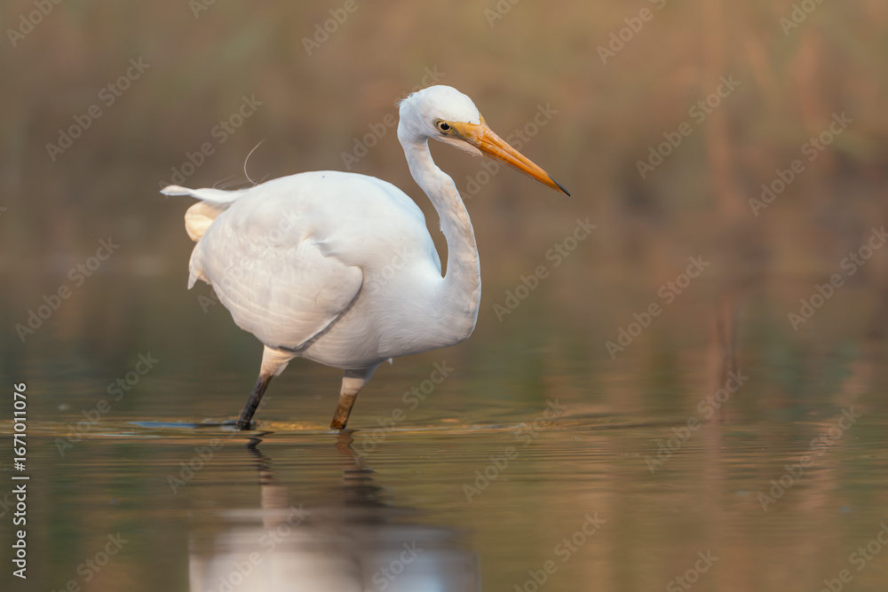 Fototapeta premium A wild eastern great egret (Ardea modesta) actively hunting and poised to strike in a shallow freshwater lagoon in soft, warm light and blurred background, Australia