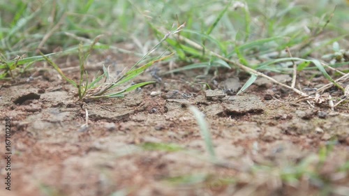 Wallpaper Mural black ant nest hole in the ground. black ants entering and leaving the hole Torontodigital.ca