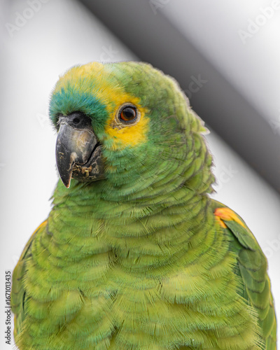 Turquoise-Fronted Parrot or Papagaio-Verdadeiro - Female - South East Brazil - South America (Amazona aestiva)