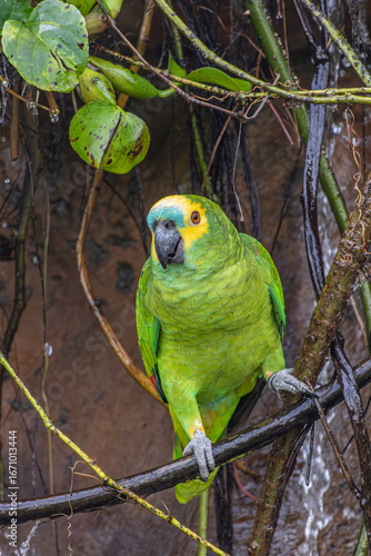 Turquoise-Fronted Parrot or Papagaio-Verdadeiro - Male - South East Brazil - South America (Amazona aestiva)