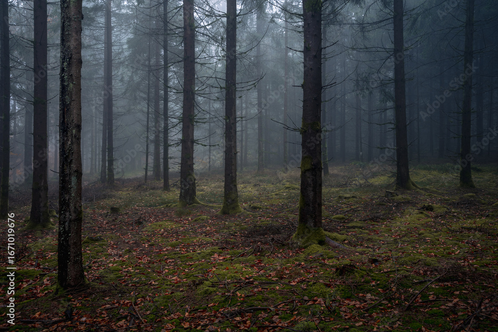Obraz premium Mystical fog covers the autumn forest in Bavarian Forest National Park Germany where colorful trees and orange leaves create a magical enchanted nature scenery