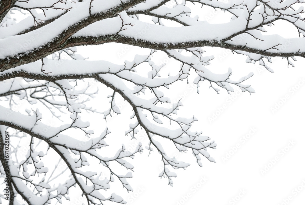 Obraz premium snow covered tree