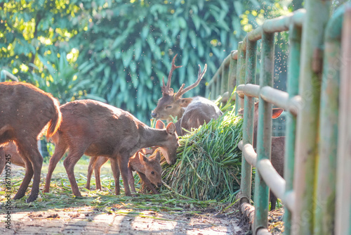 Obraz na plátně A herd of deer is eating fresh grass in their enclosure on a sunny afternoon