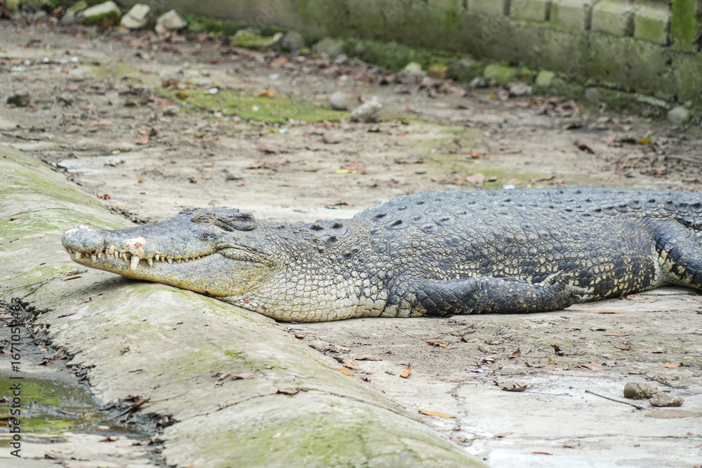 Obraz premium A close-up shot of a large crocodile lying on the ground, showing its textured skin and scales.
