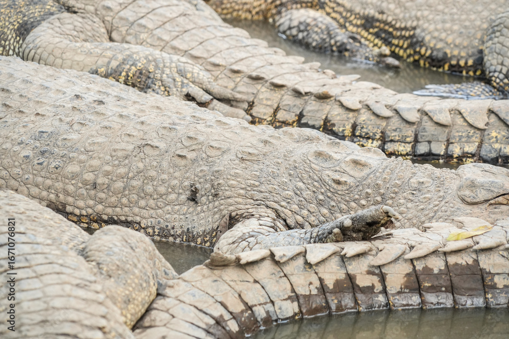 Fototapeta premium A close-up shot of the body and tail of a large saltwater crocodile, showcasing its scaly, textured skin