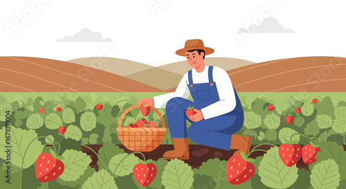 Farmer Harvesting Delicious Fresh Strawberries And Putting Them In A Wicker Basket