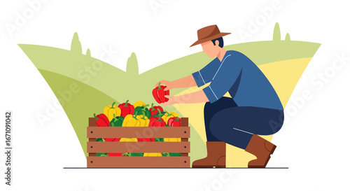 Farmer Harvesting Fresh Peppers From a Wooden Crate in The Field with Greenery