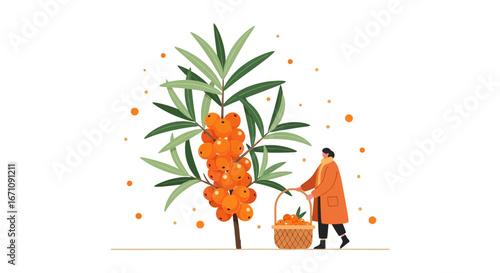 Harvesting Vibrant Sea Buckthorn Berries Illustration Depicting Autumn Rural Lifestyle