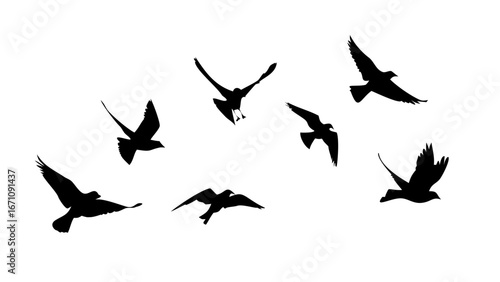 Flock of Crows in Flight birds flying