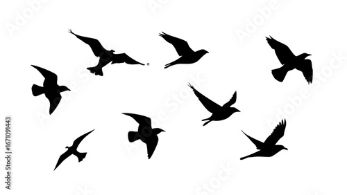 Flock of Crows in Flight birds flying