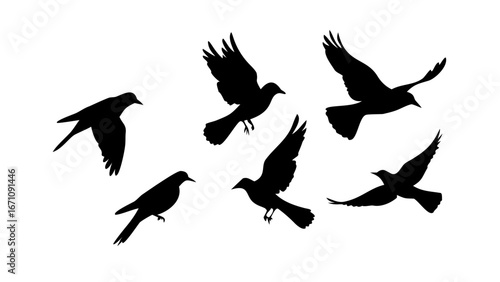 Flock of black birds in flight flying silhouette