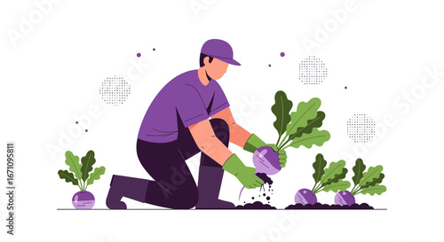 Gardener Harvesting Fresh Turnips From The Garden, Representing Healthy Eating And Farming Life