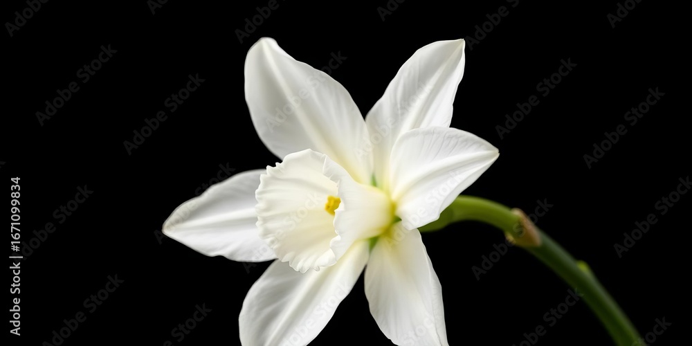Fototapeta premium A single pristine white narcissus, elegantly isolated against a stark black backdrop, showcasing its delicate petals and vibrant spring bloom, macro, daffodil