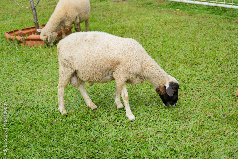 Obraz premium Two fluffy sheep graze peacefully on a bright green lawn, enclosed by a simple white fence on a farm.