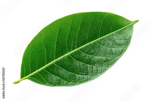 Close-up of a single vibrant green leaf (1)