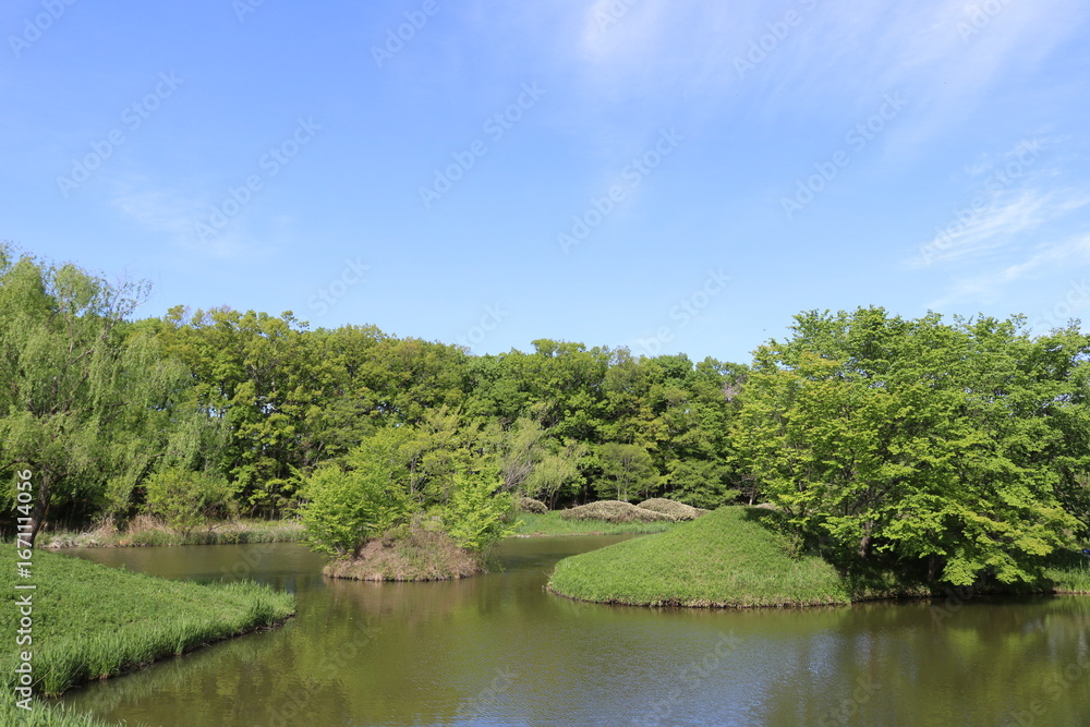 Fototapeta premium 池のある公園 癒しの新緑