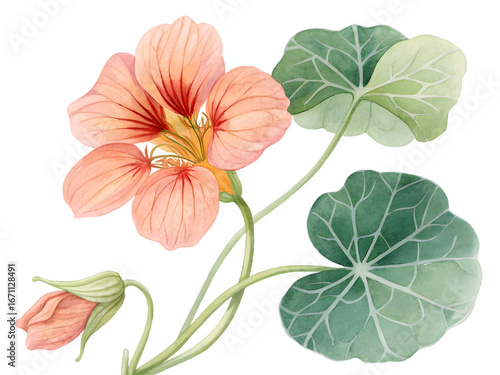 Wallpaper Mural Beautiful peach nasturtium flower with green leaves and bud on black background Torontodigital.ca