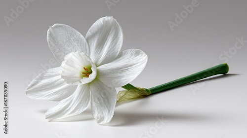Single white daffodil blossom with green stem, isolated on a soft grey surface