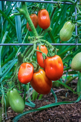 tomatoes ripening on the vine