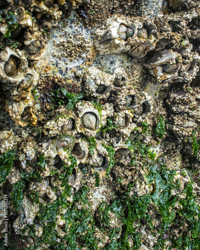 Barnacles growing on the side of a rock at the beach