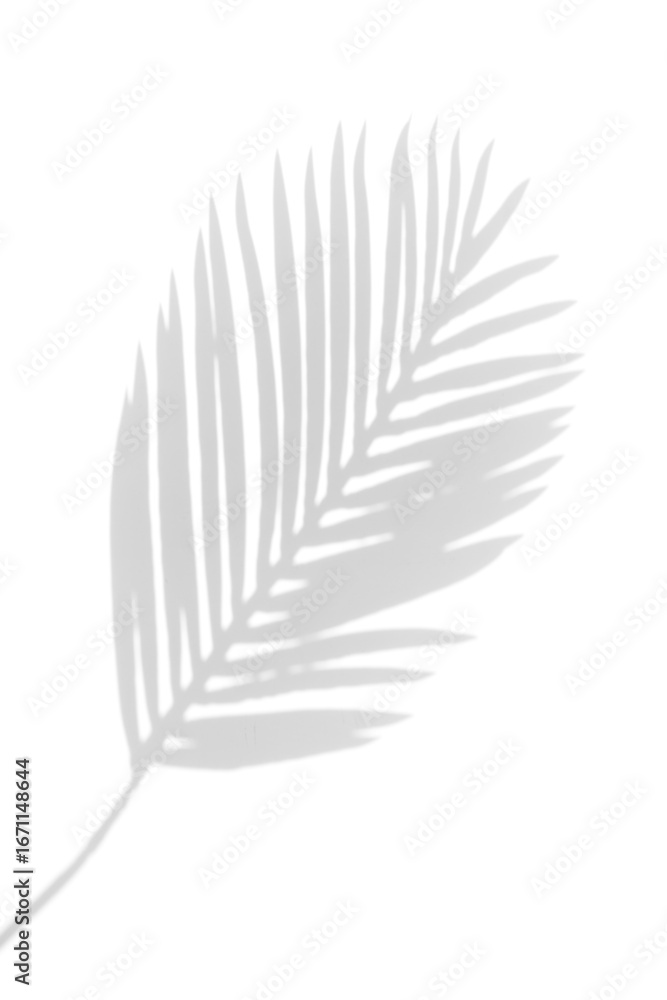 Fototapeta premium shadow overlay effects of realistic palm leaves shadow on wall background,Summer sunlight and shadow overlay effect,tropical dappled shadow