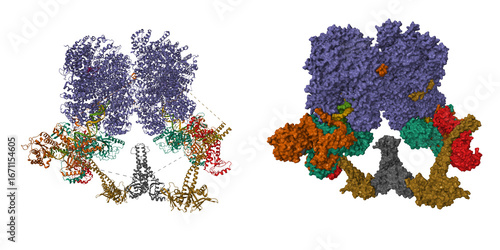 Cryo-EM structure of the conserved error-prone non-homologous end joining (NHEJ) long-range synaptic complex. 3D cartoon and molecular surface models, entity id color scheme, pdb 7lt3