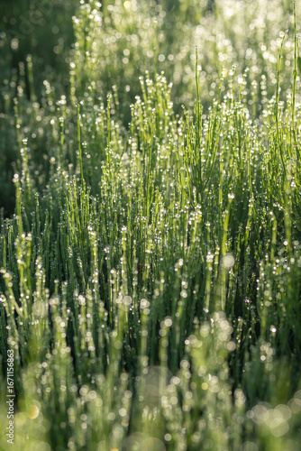 Green horsetail plants with morning dew in natural outdoor setting