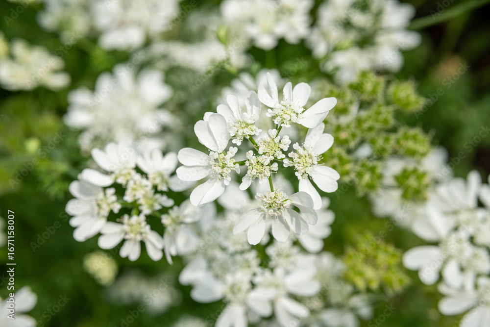 White flowering plant blooming outdoors in natural garden setting White flowering plant blooming outdoors in natural garden setting