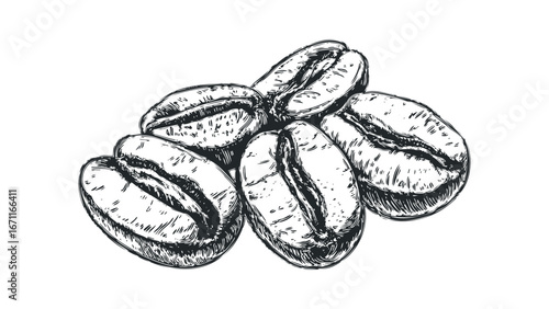 Hand Drawn Coffee Beans Stacked on White Background. Vector hand drawn illustration