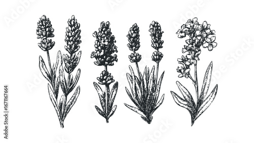 Hand Drawn Sketch of Lavender Sprigs and Flowers on White Background. Vector hand drawn illustration