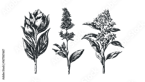 Monochromatic botanical sketch showcasing three distinct flowering plant stems with leaves. Vector hand drawn illustration