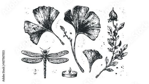 Hand drawn ink sketch of ginkgo leaves, dragonfly and candle. Vector hand drawn illustration