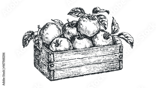 Sketch of ripe apples in a wooden crate with leaves. Vector hand drawn illustration