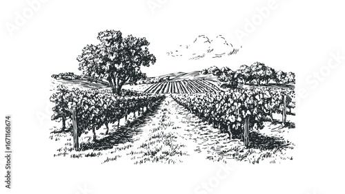 Vineyard landscape with rows of grapevines and a large tree. Vector hand drawn illustration