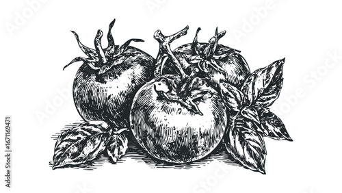 Woodcut Style Tomatoes with Basil Leaves. Vector hand drawn illustration