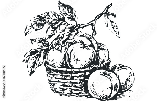 Black and White Linocut Style Basket of Apples and Leaves. Vector hand drawn illustration