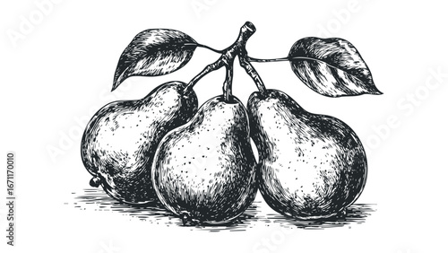 Three Pears on a Branch with Leaves Black and White Sketch. Vector hand drawn illustration