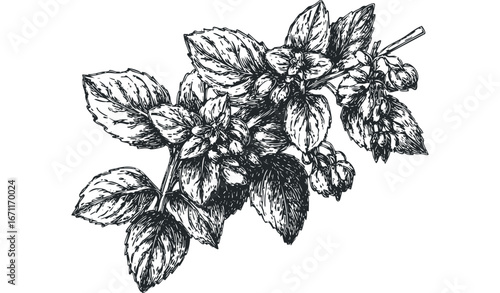 Sketch of Hops Plant Branch with Leaves and Cones. Vector hand drawn illustration