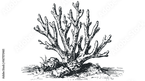 Black and white sketch of branched marine life with textured branches. Vector hand drawn illustration