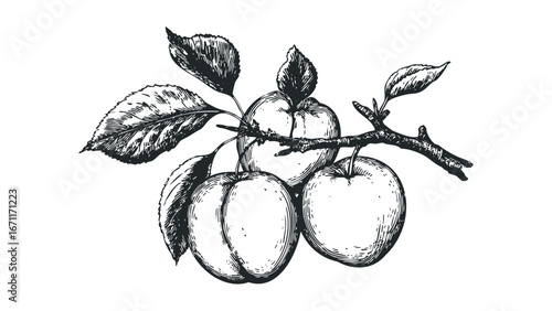 Monochromatic etching style drawing of three ripe plums on a textured branch with leaves. Vector hand drawn illustration