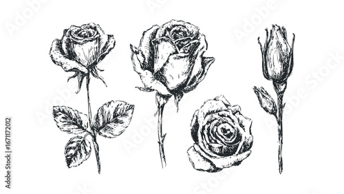 Detailed ink sketch of five roses in various stages of bloom against a white background. Vector hand drawn illustration