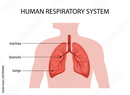 Human respiratory system. Lungs anatomy. Medical structure of internal organ. Educational information poster. Vector illustration in flat cartoon style.