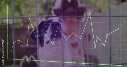 Obraz Peering black and white dog pressing nose against wire fence in kennel, with data lines overlay