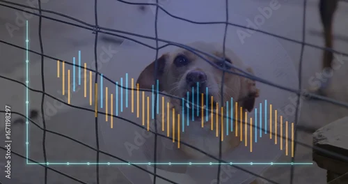 Obraz Pressing head against wire mesh kennel fence, dog wearing transparent cone displaying graph overlay